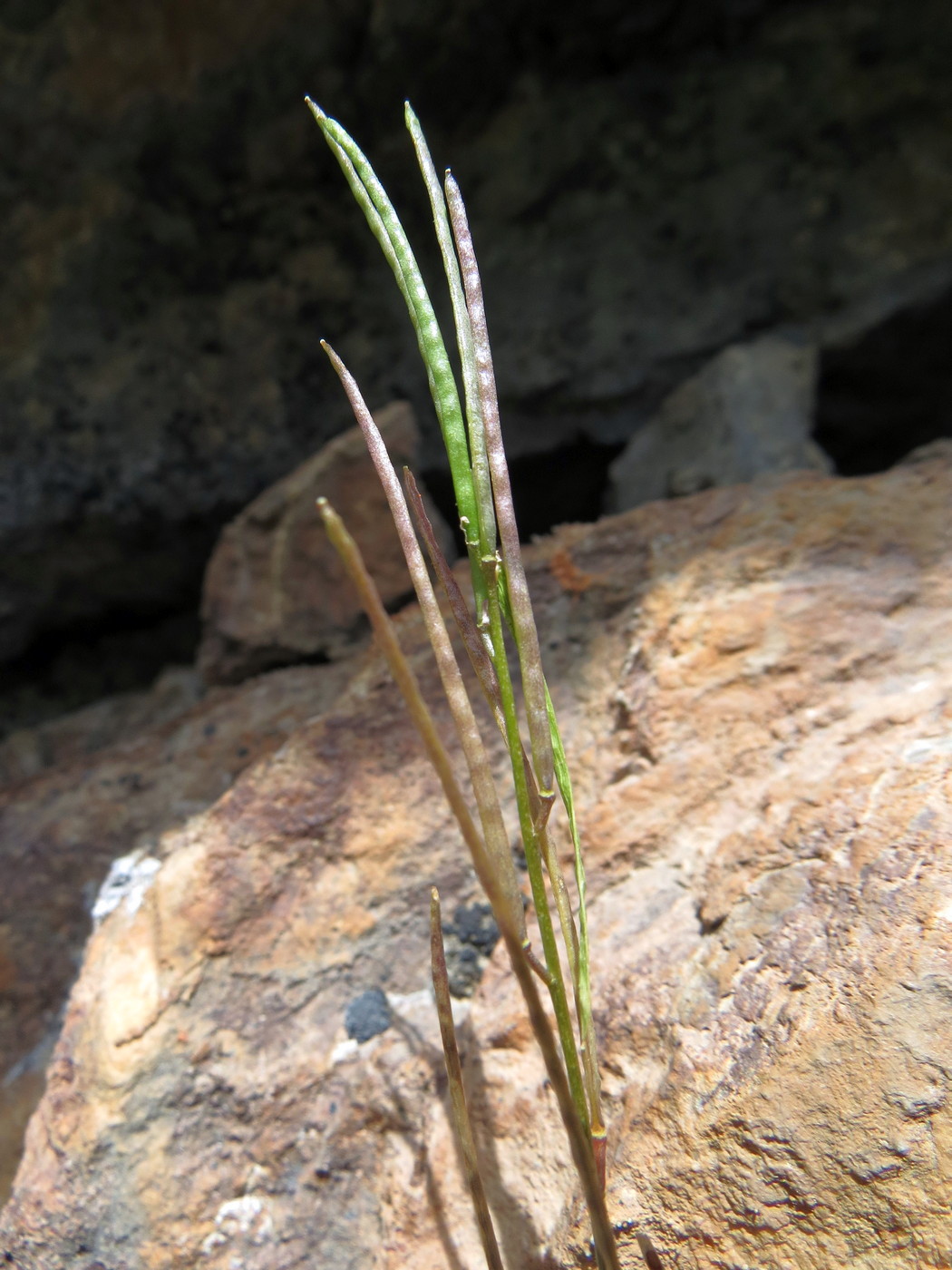 Image of Arabis kokanica specimen.