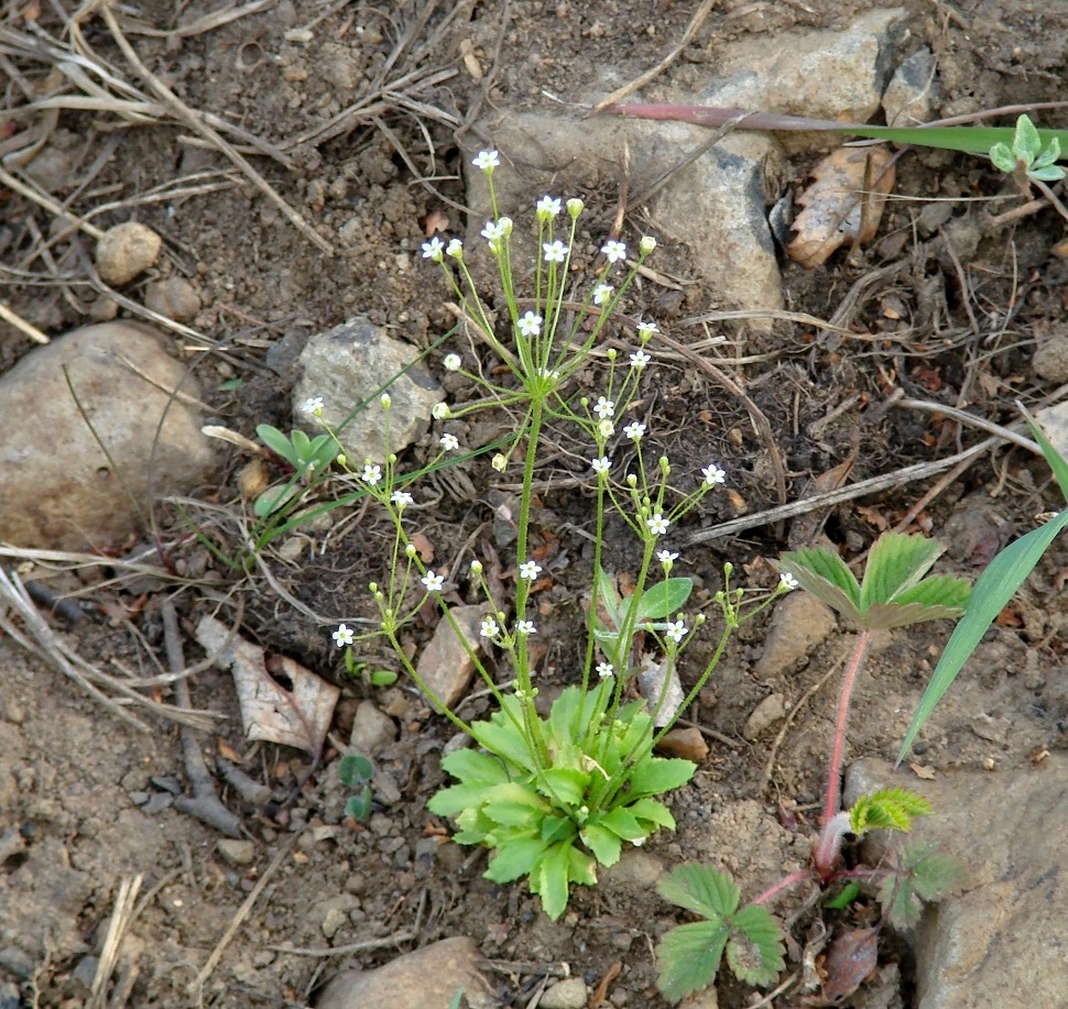 Image of Androsace filiformis specimen.