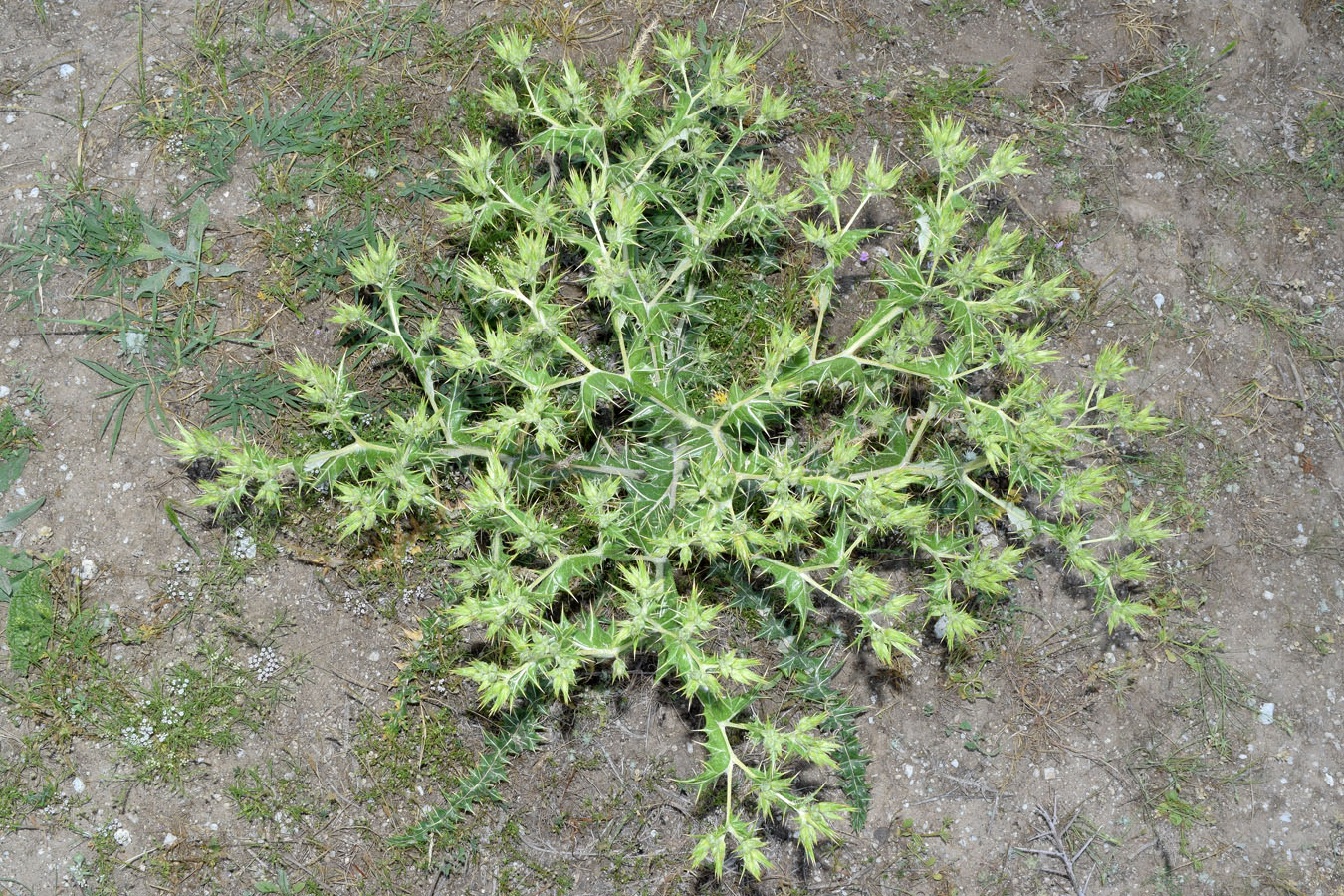 Image of Cousinia syrdarjensis specimen.