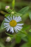 Erigeron annuus подвид lilacinus. Цветущее и развивающиеся соцветия. Ростов-на-Дону, Ботанический сад, остепнённый луг на залежи. 22.10.2022.