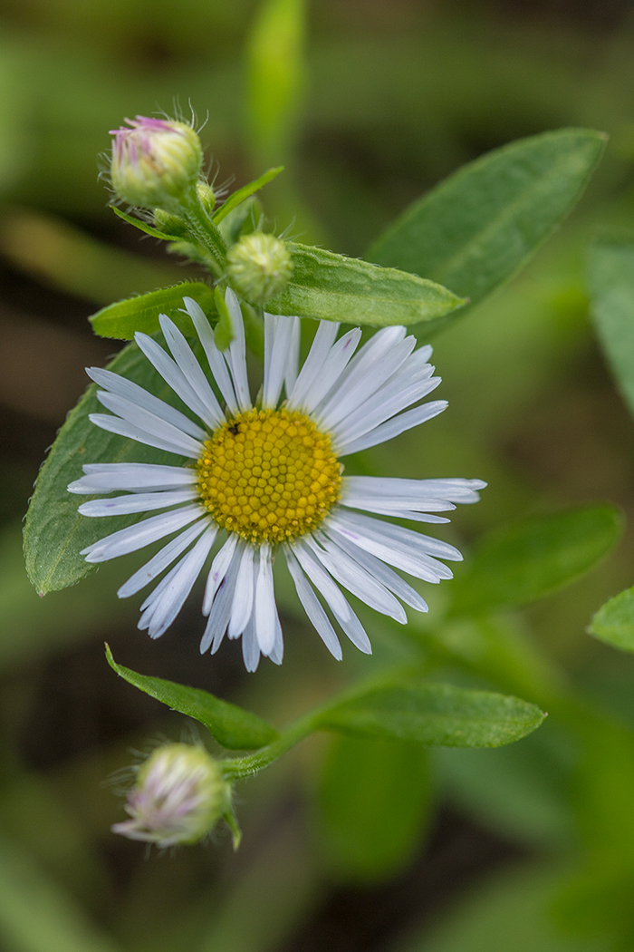 Изображение особи Erigeron annuus ssp. lilacinus.