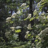 Sorbus sibirica. Верхушка цветущей веточки. Ярославская обл., г. Переславль-Залесский, дендрологический парк им. С. Ф. Харитонова, в культуре. 12.06.2022.