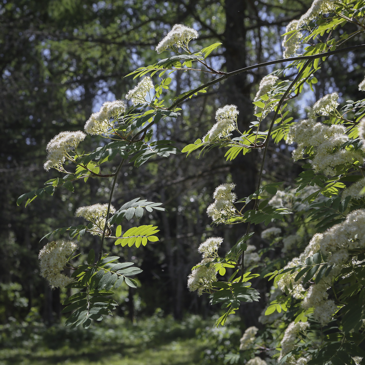 Изображение особи Sorbus sibirica.