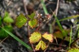 Rubus parvifolius. Верхушка побега с незрелым плодом. Курильские о-ва, о-в Кунашир, бухта Головнина, песчаный пляж. 18.08.2022.