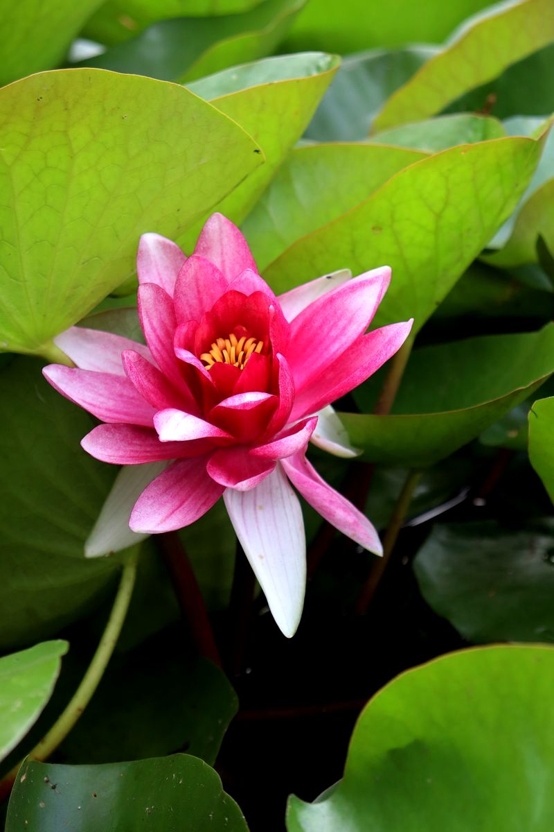 Image of Nymphaea × marliacea specimen.