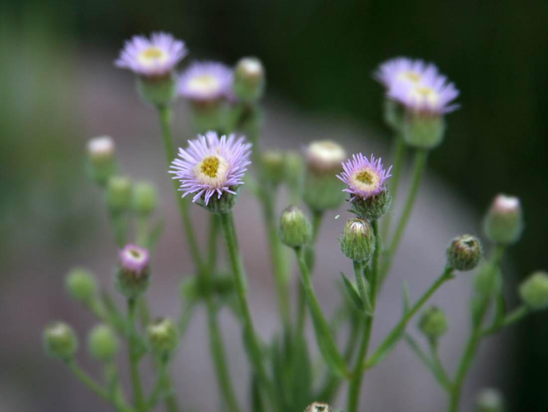 Image of Erigeron acris specimen.