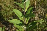 Inula helenium. Нижняя часть растения. Республика Адыгея, окраина пос. Каменномостский, ур. Холодное, луг. 31 июля 2022 г.