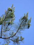 Pinus sylvestris ssp. hamata