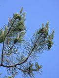 Pinus sylvestris ssp. hamata