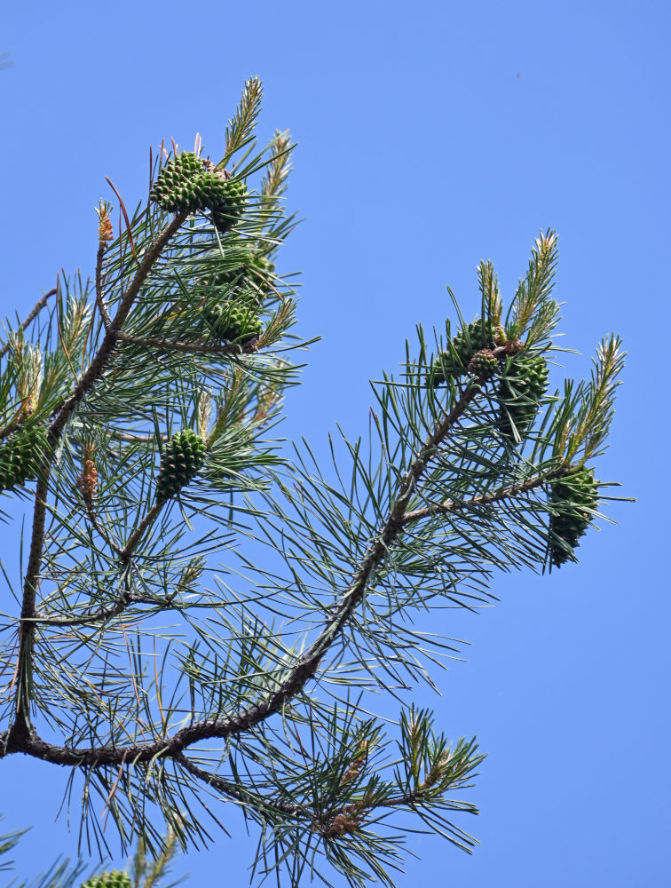 Изображение особи Pinus sylvestris ssp. hamata.