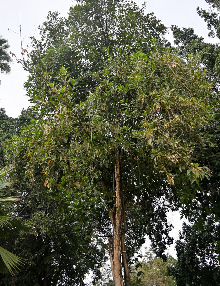 Изображение особи Citharexylum spinosum.