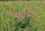 Onobrychis sibirica