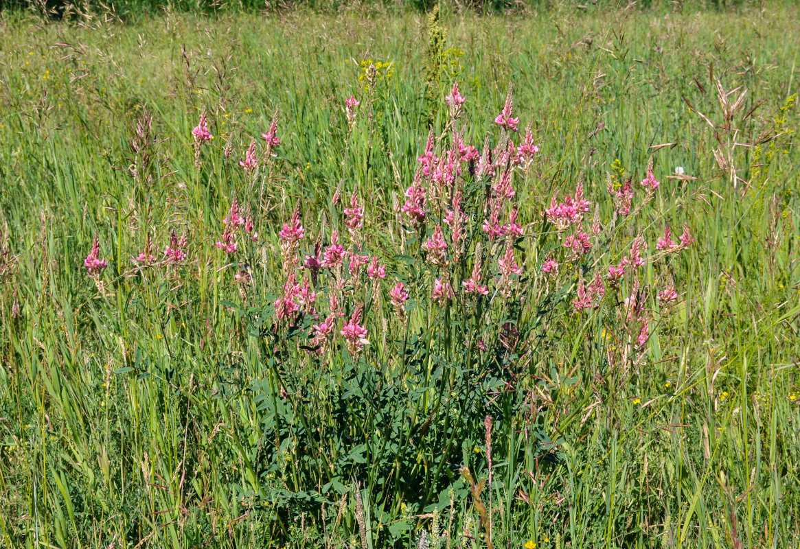 Изображение особи Onobrychis sibirica.