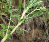 Potentilla pensylvanica. Часть побега. Магаданская обл., окр. г. Магадан, ост. Аммональная, долина р. Балахапчан, антропогенный склон с заносными растениями. 10.08.2018.