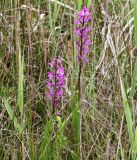 Anacamptis подвид elegans