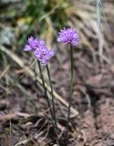 Allium schoenoprasoides