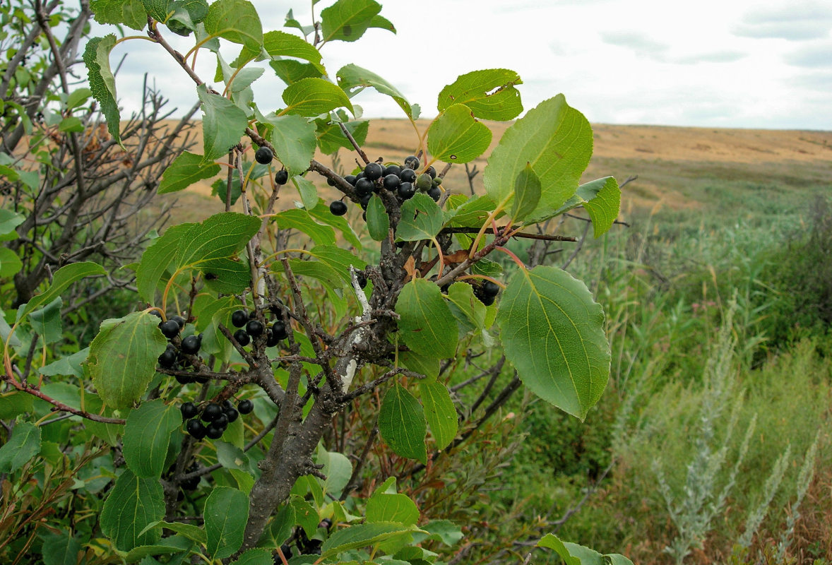 Image of Rhamnus cathartica specimen.