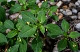 Impatiens parviflora