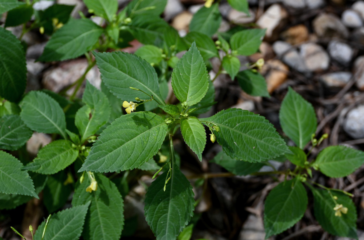 Изображение особи Impatiens parviflora.
