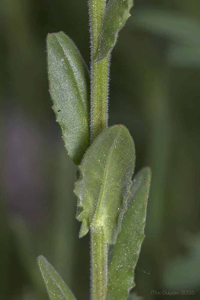 Image of Lepidium campestre specimen.