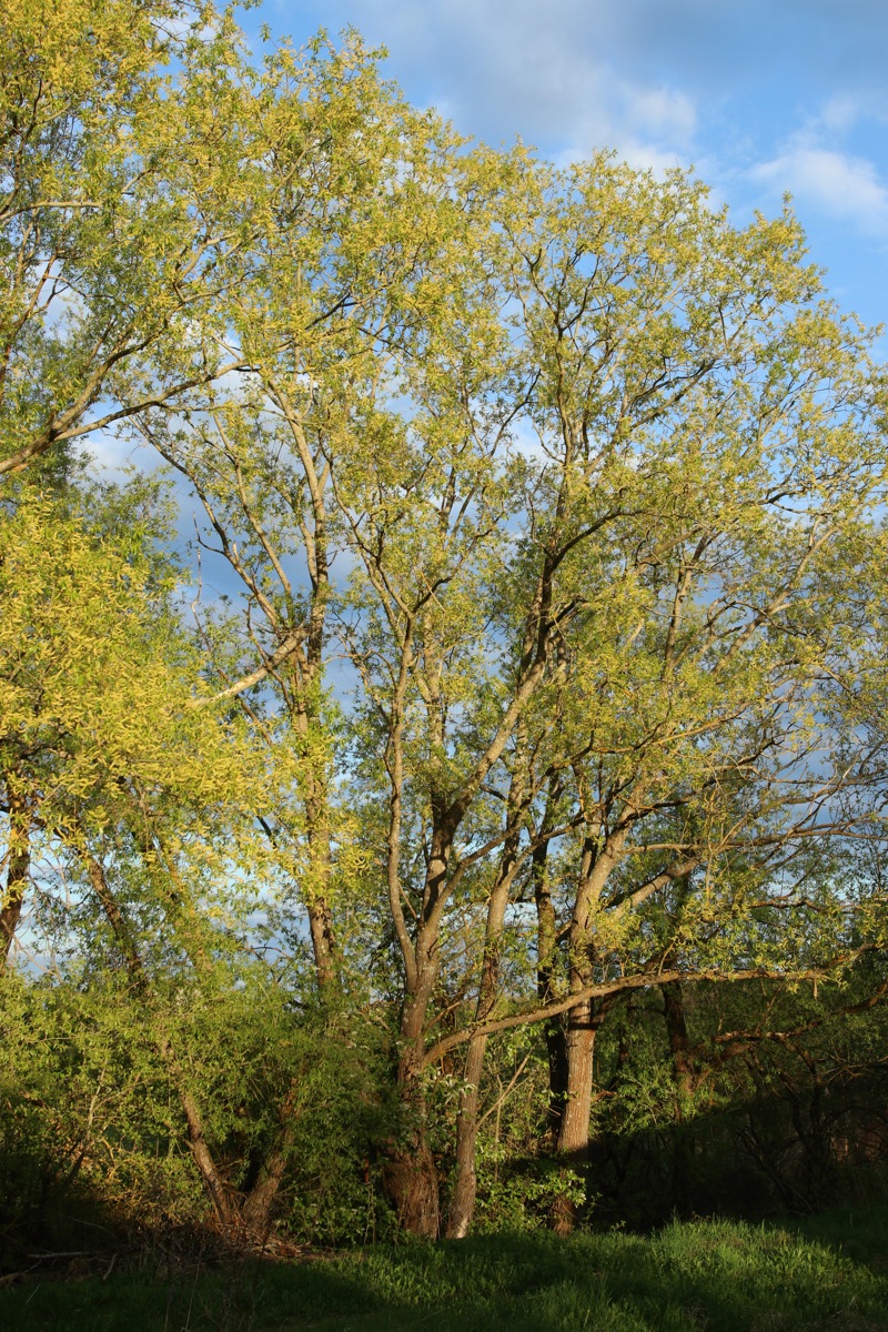 Image of Salix euxina specimen.