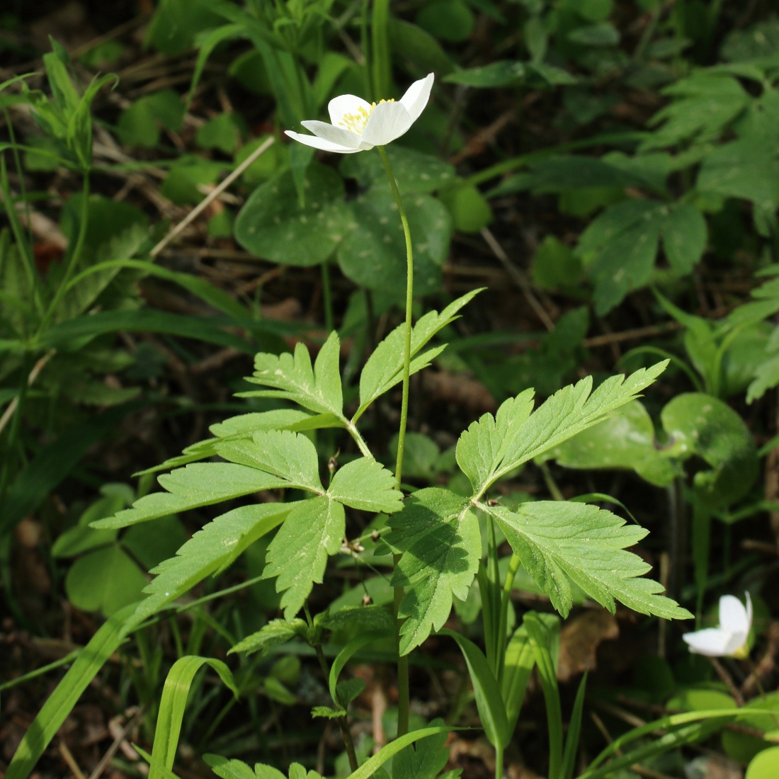 Image of Anemone nemorosa specimen.