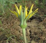 genus Tragopogon. Верхушка побега с соцветием. Краснодарский край, Успенский р-н, окр. ст-цы Николаевская, степь. 05.05.2023.