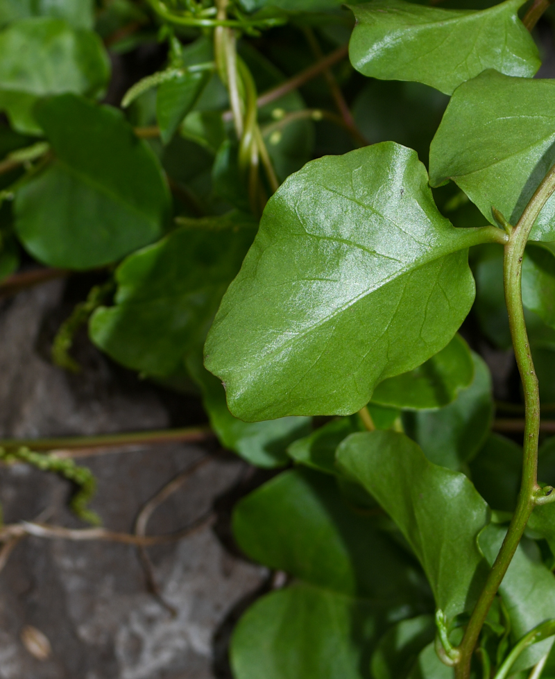 Изображение особи Anredera cordifolia.