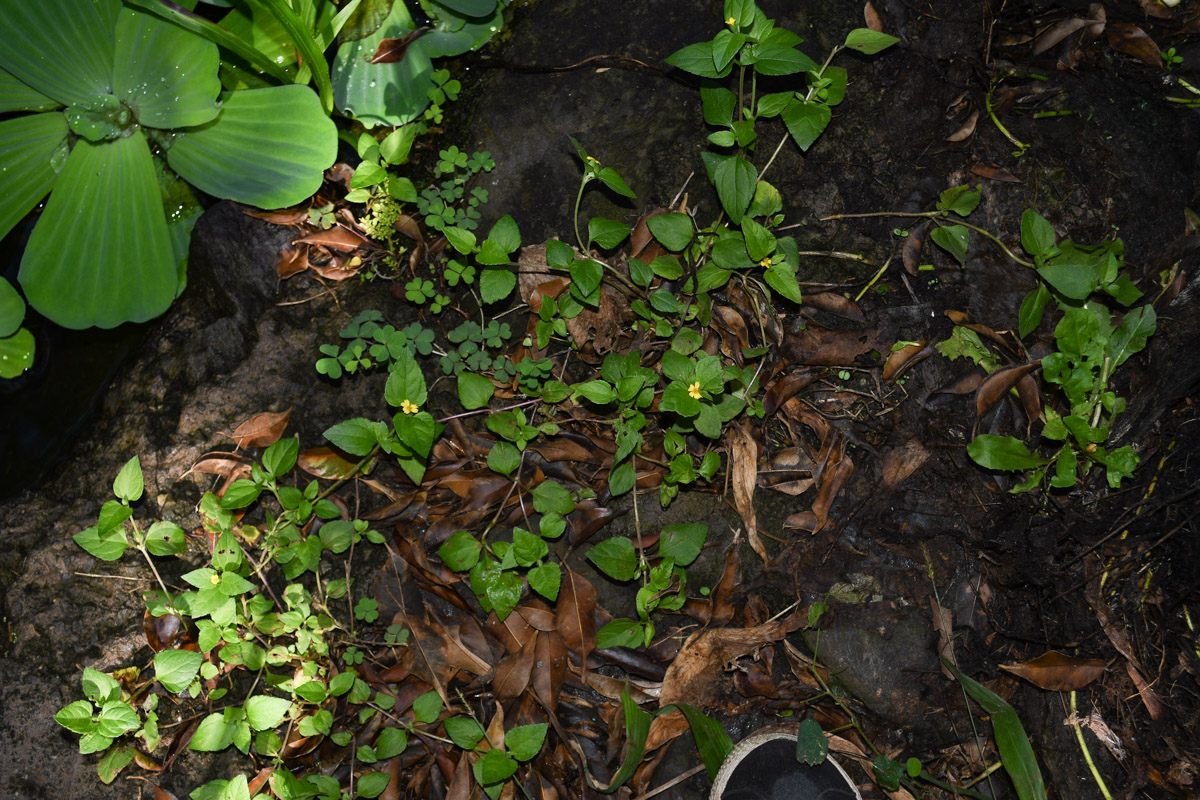 Image of Calyptocarpus vialis specimen.