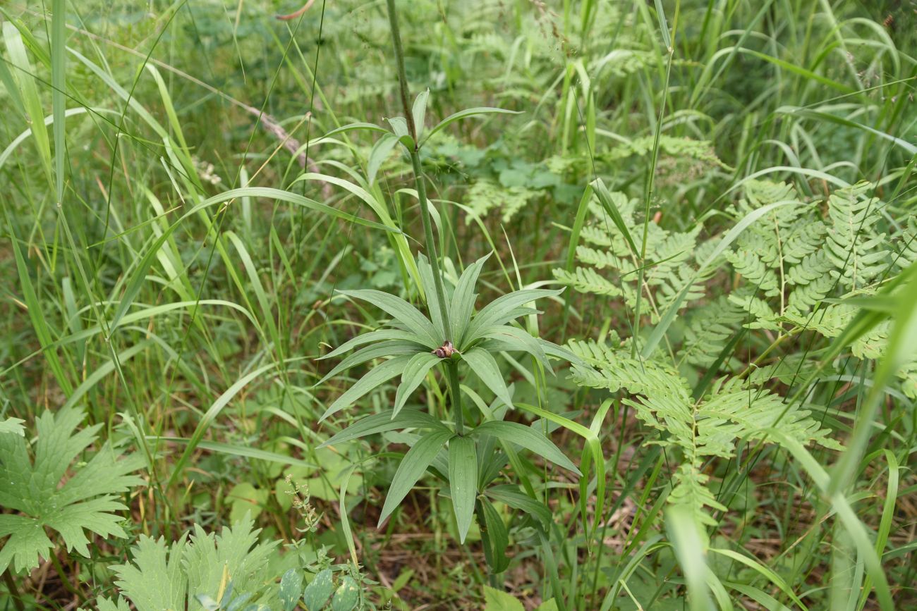 Изображение особи Lilium pilosiusculum.