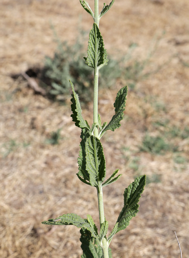 Image of Perovskia scrophulariifolia specimen.