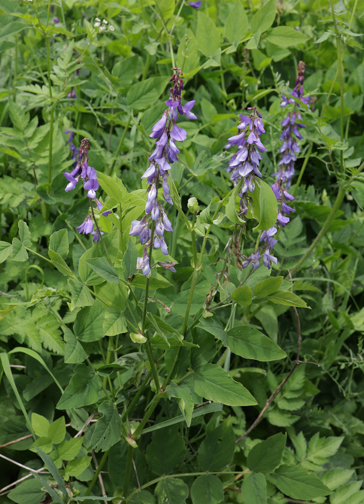 Изображение особи Galega orientalis.