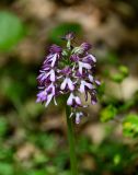 Orchis purpurea подвид caucasica. Соцветие. Дагестан, Магарамкентский р-н, Самурский лес, опушка широколиственного леса. 05.05.2022.