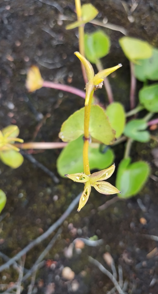 Изображение особи Viola biflora.
