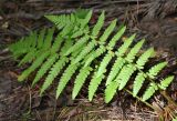 Dryopteris filix-mas