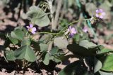 Oxalis latifolia