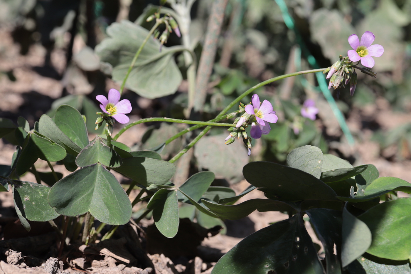 Image of Oxalis latifolia specimen.