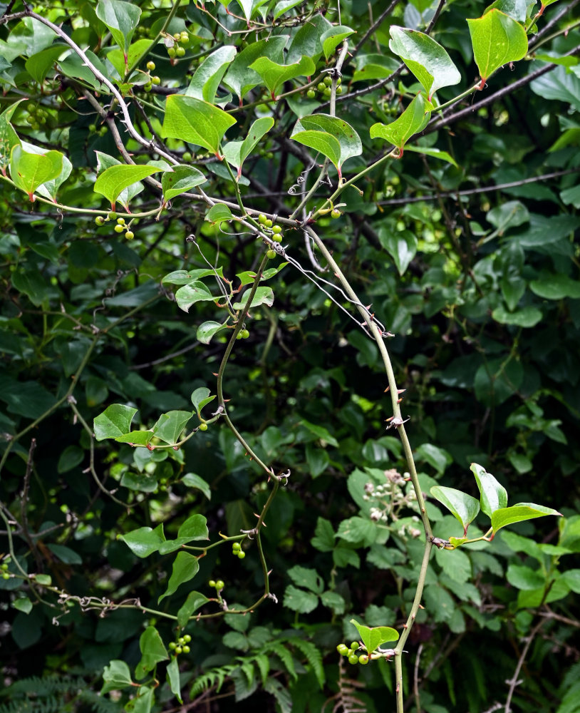 Image of Smilax excelsa specimen.