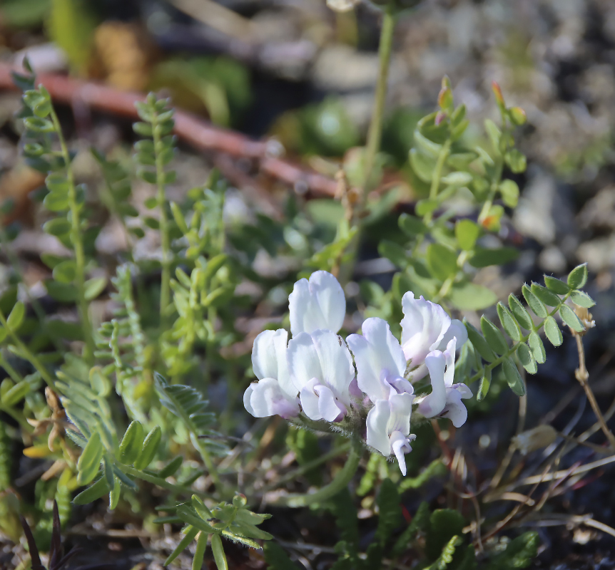Изображение особи Oxytropis sordida.