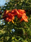 Campsis radicans