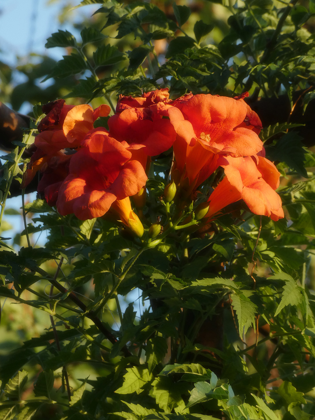 Изображение особи Campsis radicans.