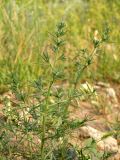 Salsola tragus