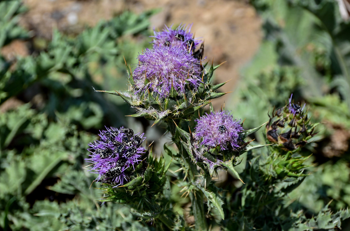 Image of Silybum marianum specimen.