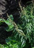 Artemisia opulenta