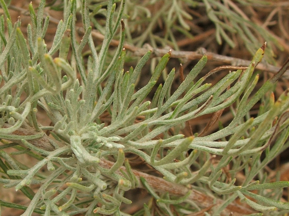 Изображение особи Artemisia marschalliana.