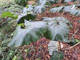 Petasites japonicus