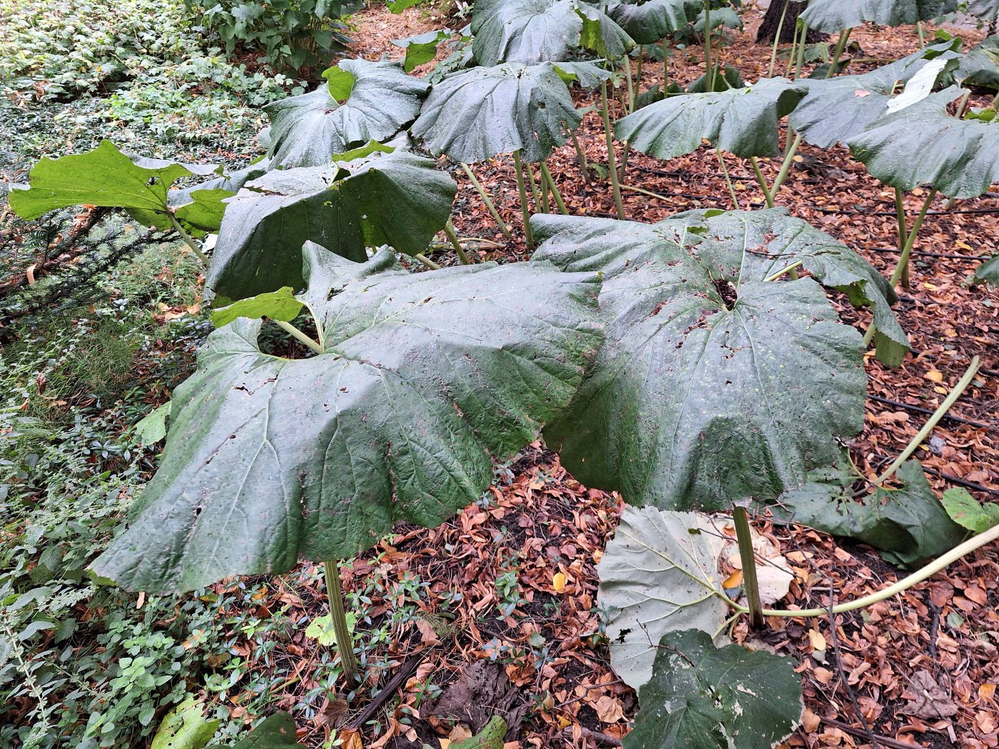 Image of Petasites japonicus specimen.