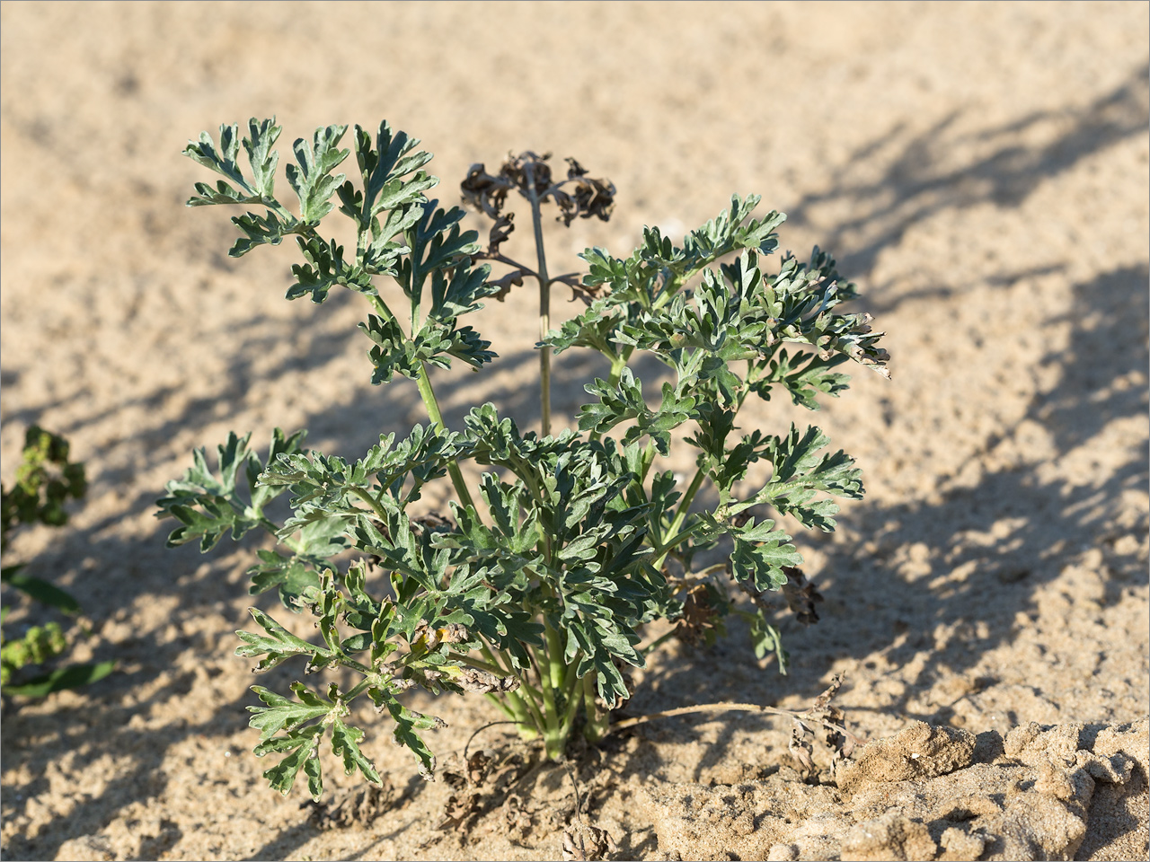 Image of Artemisia absinthium specimen.