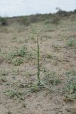 Cousinia oxiana. Бутонизирующее растение. Узбекистан, Бухарская обл., окр. оз. Тудакуль, закреплённые пески. 4 мая 2022 г.