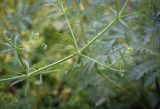 Galium spurium